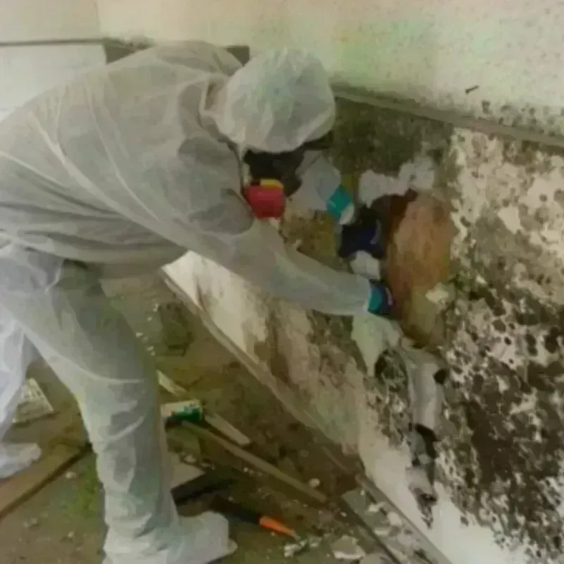 Mold Remediation and Removal in Harrisburg, IL